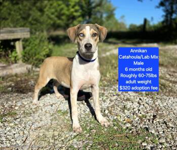 Rescue Catahoula Leopard Dog and Labrador Retriever Dogs for Adoption in Oviedo, Florida - Annikan | PetCurious