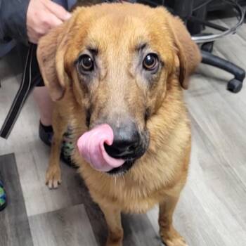 Rescue Labrador Retriever Dogs for Adoption in Lemont, Illinois - Red 2 | PetCurious