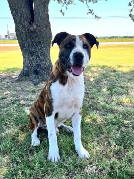Charlie -  Boxer Dog for Adoption in Cleburne, Texas - Charlie | PetCurious