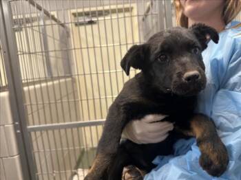 Mixed Breed Dogs Available for Adoption in Santa Fe, New Mexico - MAGNOLIA | PetCurious