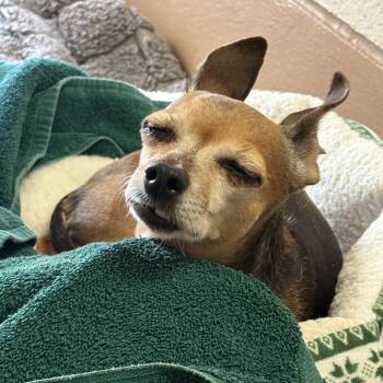 Chihuahua Dogs Available for Adoption in Reno, Nevada - Mavis | PetCurious