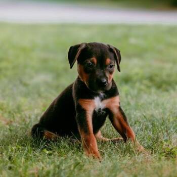 Oink -  Mixed Breed and Shepherd Dog for Adoption in Durham, North Carolina - Oink | PetCurious