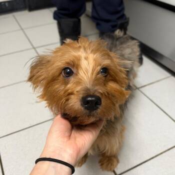 Alani -  Yorkshire Terrier Dog for Adoption in Newark, New Jersey - Alani | PetCurious