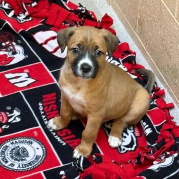 Shepherd and Mixed Breed Dogs Available for Adoption - Tippy | PetCurious