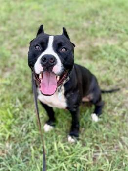JAXX -  Pit Bull Terrier Dog for Adoption - JAXX | PetCurious