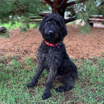 Sherlock Bones -  Standard Poodle and Labrador Retriever Dog for Adoption in Fargo, North Dakota - Sherlock Bones | PetCurious
