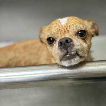 Chihuahua and Mixed Breed Dogs Available for Adoption - Bebe | PetCurious