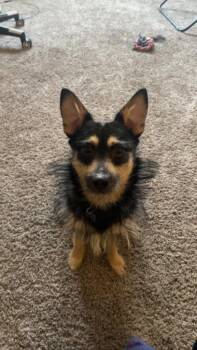 Wirehaired Terrier Dogs Available for Adoption in Pine Grove, Pennsylvania - Cayde | PetCurious