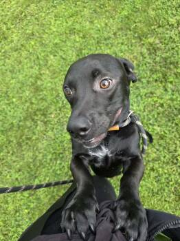 Deogi -  Mixed Breed Dog for Adoption in Vaudreuil-dorion, Quebec - Deogi | PetCurious