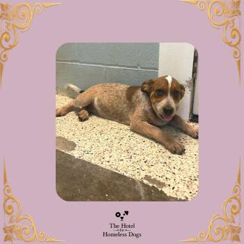 Dixie -  Bluetick Coonhound and Mixed Breed Dog for Adoption in Cumberland, Rhode Island - Dixie | PetCurious
