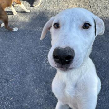 Terrier Dogs Available for Adoption in Quakertown, Pennsylvania - Mars | PetCurious