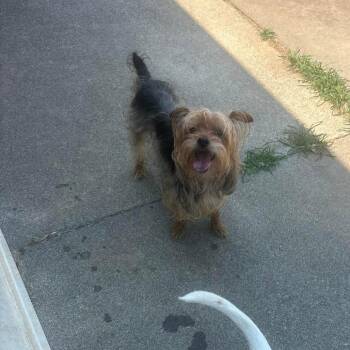 Pixie - FOSTER NEEDED -  Yorkshire Terrier Dog for Adoption - Pixie - FOSTER NEEDED | PetCurious