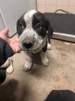 Oso -  Black Labrador Retriever and Pointer Dog for Adoption in Estes Park, Colorado - Oso | PetCurious