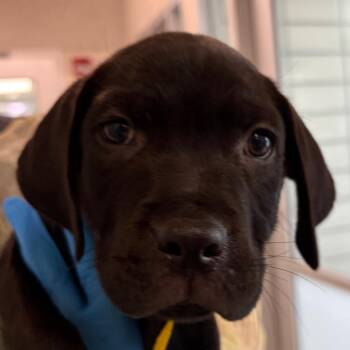 Benny -  Mixed Breed Dog for Adoption in Middletown, Rhode Island - Benny | PetCurious