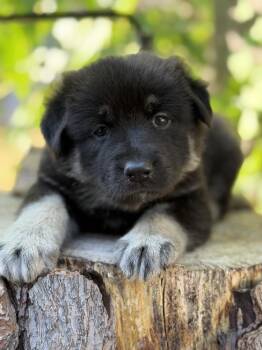 Gaia -  German Shepherd Dog Dog for Adoption in Pleasant Hill, California - Gaia | PetCurious