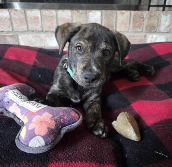 Steak -  Mixed Breed Dog for Adoption in Maineville, Ohio - Steak | PetCurious