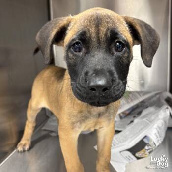 Rocko -  Shepherd Dog for Adoption in Washington, District Of Columbia - Rocko | PetCurious