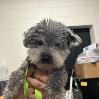 Sissy -  Poodle and Mixed Breed Dog for Adoption in League City, Texas - Sissy | PetCurious