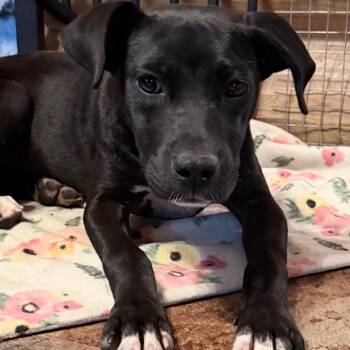 Xena -  Pit Bull Terrier and Black Labrador Retriever Dog for Adoption in Northville, Michigan - Xena | PetCurious