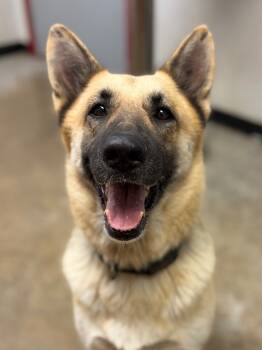 Rescue German Shepherd Dog and Mixed Breed Dogs for Adoption in Lockhart, Texas - Chida | PetCurious