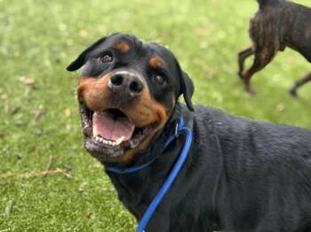 Savannah -  Rottweiler and Mixed Breed Dog for Adoption in Gainesville, Florida - Savannah | PetCurious