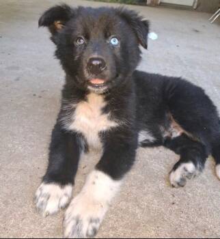 Bree -  Shepherd and Husky Dog for Adoption in Little Rock, Arkansas - Bree | PetCurious