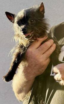 Yorkshire Terrier and Rat Terrier Dogs Available for Adoption - Emma | PetCurious