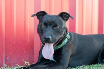 Rescue Staffordshire Bull Terrier Dogs for Adoption in La Grange, Texas - Marky | PetCurious