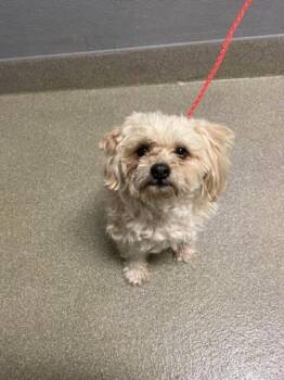 Chihuahua and Pomeranian Dogs Available for Adoption in Las Vegas, Nevada - PUSHY | PetCurious