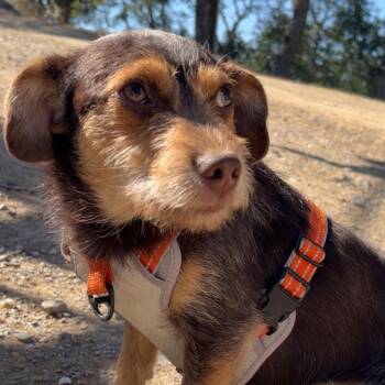 Mr. Cuddly Curly -  Wirehaired Terrier and Terrier Dog for Adoption in Ridgefield, Washington - Mr. Cuddly Curly | PetCurious