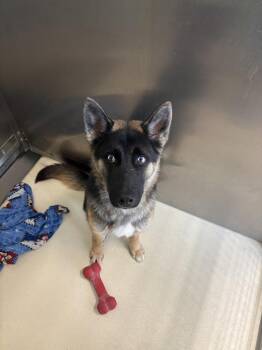 German Shepherd Dog and Husky Dogs Available for Adoption in Kalamazoo, Michigan - Joker | PetCurious