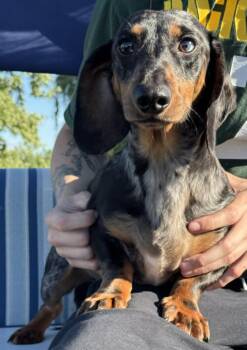 Reed -  Dachshund Dog for Adoption - Reed | PetCurious