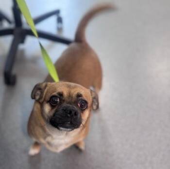 Lady Nugget -  Mixed Breed Dog for Adoption in West Chester, Pennsylvania - Lady Nugget | PetCurious