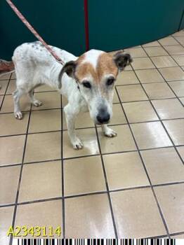 GENIE -  Mixed Breed Dog for Adoption in West Palm Beach, Florida - GENIE | PetCurious
