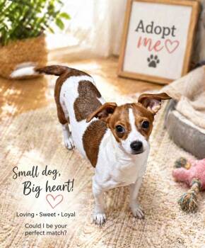 Chihuahua Dogs Available for Adoption in Nashville, Tennessee - Brooklyn | PetCurious