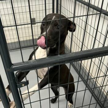 Mixed Breed Dogs Available for Adoption in Rocky Mount, Virginia - Orson | PetCurious