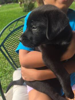 Black Labrador Retriever Dogs Available for Adoption in Yonkers, New York - Mick | PetCurious