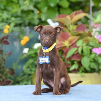 Frito -  Terrier Dog for Adoption in Wake Forest, North Carolina - Frito | PetCurious