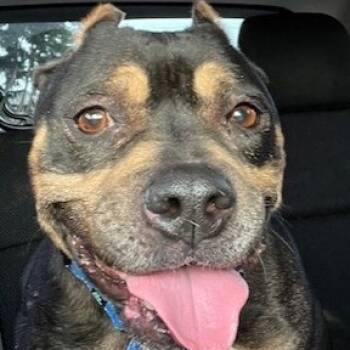 Rescue Pit Bull Terrier Dogs for Adoption in Ashland, Oregon - Betty "BB" | PetCurious