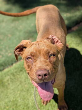 Rescue American Staffordshire Terrier and Pit Bull Terrier Dogs for Adoption in Los Angeles, California - Lily | PetCurious