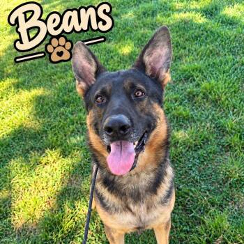 Beans -  German Shepherd Dog Dog for Adoption in Centerville, Tennessee - Beans | PetCurious