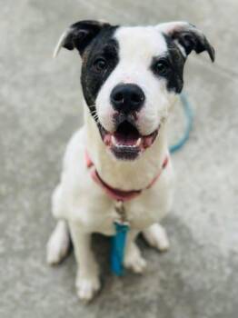 Mixed Breed Dogs Available for Adoption - Sierra | PetCurious