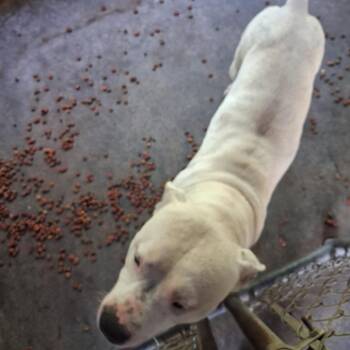 Zeus -  Pit Bull Terrier Dog for Adoption in Lyons, Georgia - Zeus | PetCurious