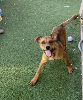 Rescue Labrador Retriever and Australian Shepherd Dogs for Adoption in Chandler, Arizona - Chestnut | PetCurious