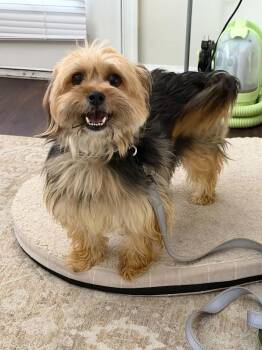 Cha Cha Slide -  Yorkshire Terrier Dog for Adoption in Wayne, New Jersey - Cha Cha Slide | PetCurious