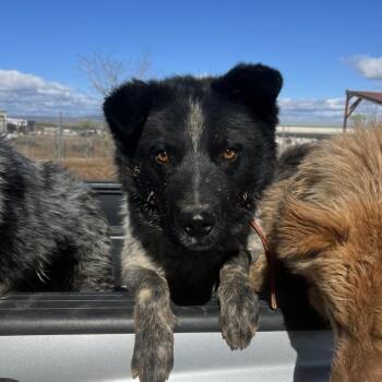 Shepherd and Husky Dogs Available for Adoption - Lobo | PetCurious