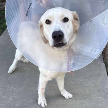 Rescue Labrador Retriever and Great Pyrenees Dogs for Adoption in Hackett, Arkansas - Snowball | PetCurious