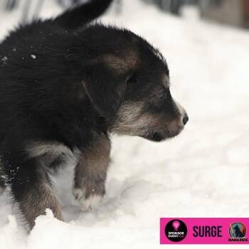 Mixed Breed Dogs Available for Adoption in Calgary, Alberta - Surge | PetCurious