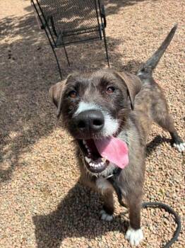 Brandy -  Irish Terrier Dog for Adoption in Aurora, Colorado - Brandy | PetCurious