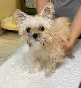 Rescue Yorkshire Terrier Dogs for Adoption in Benton, Louisiana - Putter (NOT YET AVAILABLE) | PetCurious